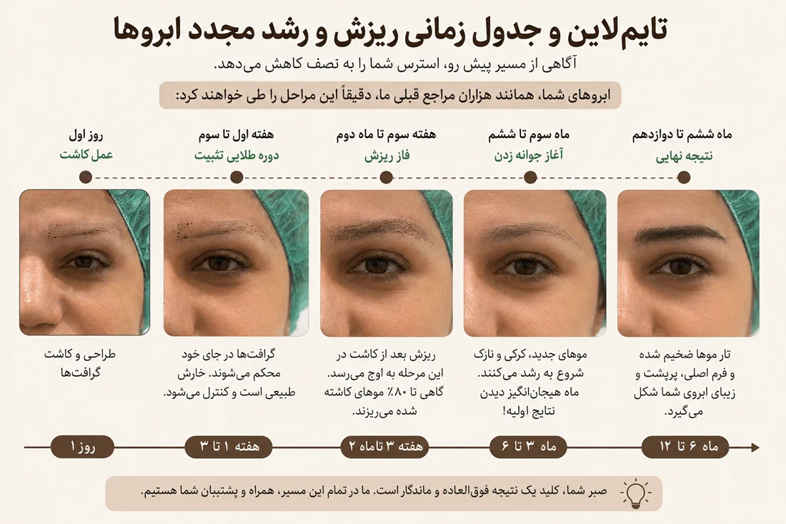 اینفوگرافیک تایم لاین رشد ابرو بعد از کاشت